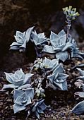 Dudleya farinosa, RBG Kew