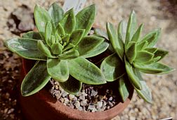 Dudleya farinosa green form