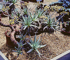 Dudleya hassei, RBG Kew