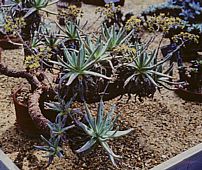 Dudleya virens ssp. hassei