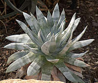 Dudleya brittonii, RBG Kew