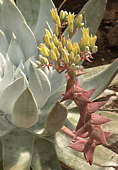 Dudleya brittonii, RBG Kew