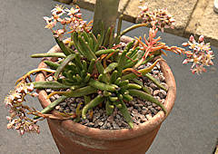 Dudleya viscida