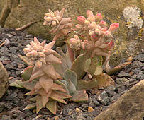 Dudleya lanceolata