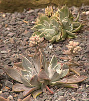 Dudleya lanceolata