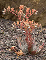 Dudleya abramsii ssp. calcicola, RBG Kew