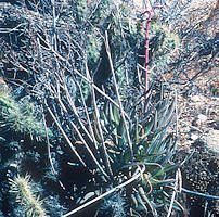 Dudleya saxosa