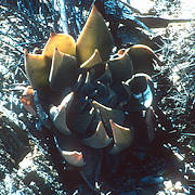 Dudleya arizonica