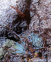 Dudleya abramsii, San Bernardino Mountains