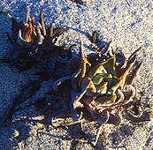 Dudleya lanceolata - San Diego