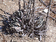 Dudleya lanceolata - San Diego