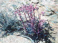 Dudleya saxosa