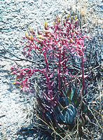 Dudleya saxosa