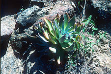 Dudleya arizonica