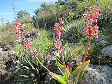 Echeveria subrigida