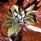 Echeveria strictiflora, - Chisos Mountains Baisin, Big Bend National Park
