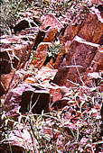 Echeveria strictiflora, Chisos Mts. Baisin, Tx.