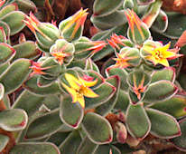 Echeveria pulvinata