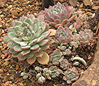 Echeveria prolifera