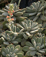 Echeveria leuchotricha