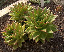 Echeveria agavoides cv. Red Edge