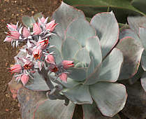 Echeveria cante