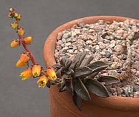 Echeveria compressicaulis