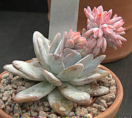 Echeveria lauii