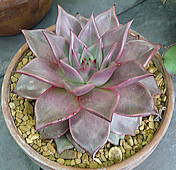 Echeveria agavoides cv. Taurus