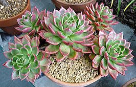 Echeveria x gilva 'Red' = Echeveria agavoides x Echeveria elegans