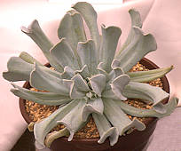 Echeveria runyonii cv. Topsy-Turvy