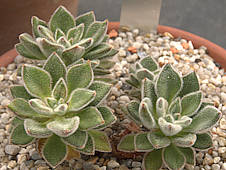 Echeveria pilosa