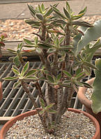 Echeveria coccinea