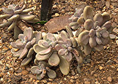 Graptopetalum amethystinum