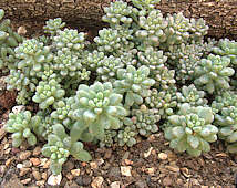 Graptopetalum pachyphyllum