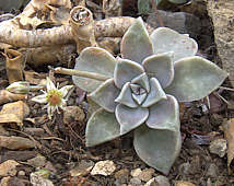 Graptopetalum paraguayense