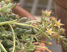 Graptopetalum pachyphyllum