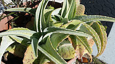 Kalanchoe gastonis-bonnieri