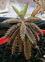 Kalanchoe serrata