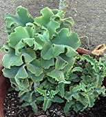 Kalanchoe beharensis