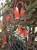 Kalanchoe uniflora