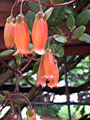 Kalanchoe uniflora