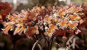 kalanchoe