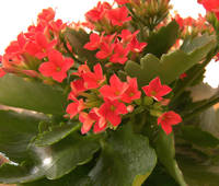 Kalanchoe blossfeldiana cultivar