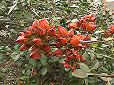 Kalanchoe bracteata