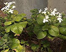 Kalanchoe schimperiana