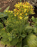 Kalanchoe sp.