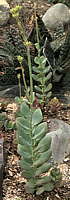 Kalanchoe rotundifolia