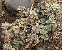 Kalanchoe rhombopilosa