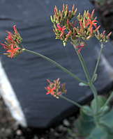 Kalanchoe rotundifolia